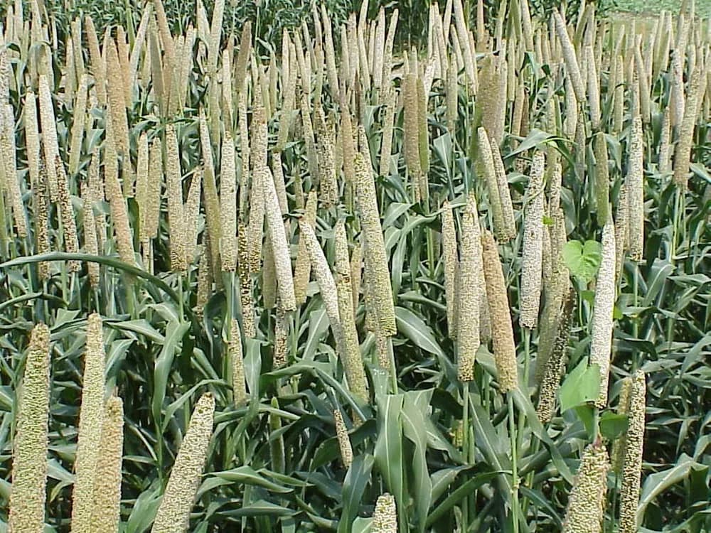 Millet skyline
