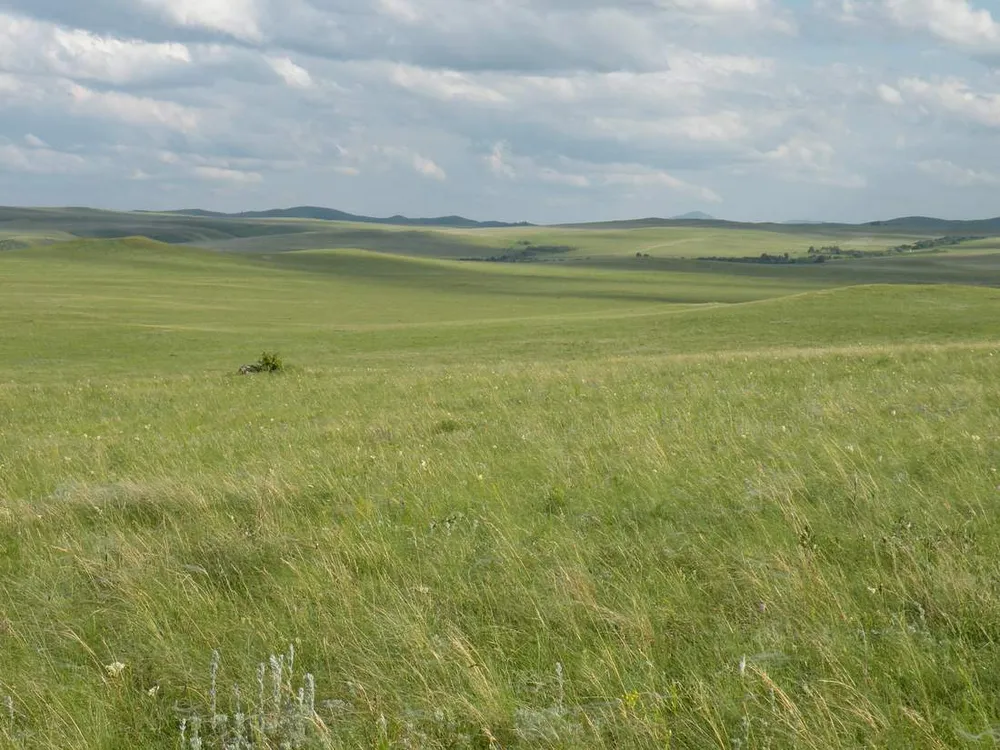 Grassland skyline